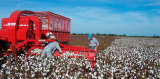 SE SOLICITAN TRABAJADORES AGRÍCOLAS PARA COSECHA DE ALGODÓN (NO REQUIERE EXPERIENCIA). 40 HORAS SEMANALES, PAGO $2488,00 AL MES Trabajadores Agrícolas Cosecha de Algodón Empleo de Peón Agrícola en Estados Unidos Farm Workers Cotton Harvest Farm Labor Employment in the United States