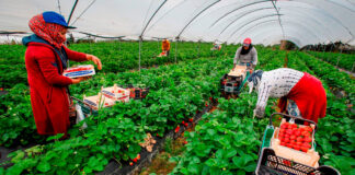 SE BUSCAN 25 TRABAJADORES AGRÍCOLAS PARA COSECHA DE FRESAS Y LABORES GENERALES. TURNO DE MAÑANA, PAGO $19.75 POR HORA Trabajadores Agrícolas Cosecha de Fresas Empleo de Peón Agrícola en Estados Unidos Empleo en Santa María Empleo en California Agricultural Workers Strawberry Harvest Farm Labor