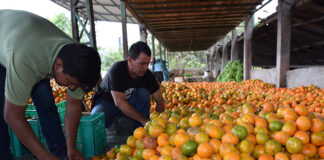SE SOLICITAN TRABAJADORES AGRÍCOLAS PARA RECOLECCIÓN DE POMELOS Y NARANJAS (SIN EXPERIENCIA, 19 PUESTOS). TURNO DE MAÑANA. PAGO $2200 AL MES Trabajadores Agrícolas Recolección de Pomelos y Naranjas en Estados Unidos Empleo sin experiencia en USA Agricultural Workers Grapefruit and Orange Harvesting in USA Employment without experience in the USA