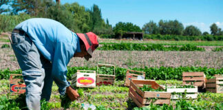 SE SOLICITAN TRABAJADORES/AS AGRÍCOLAS CON O SIN EXPERIENCIA (6 HORAS Y MEDIA POR DÍA), DE LUNES A VIERNES. BUEN SALARIO Trabajadores Agrícolas peones agrícolas en España Empleo en Córdoba Empleo en Andalucía Empleo sin experiencia Agricultural Workers agricultural laborers in Spain Employment without experience