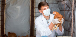 SE NECESITAN TRABAJADORES AVÍCOLAS PARA GRANJA (6 VACANTES), 40 HORAS SEMANALES. SALARIO $2850 AL MES Trabajadores Avícolas en Estados Unidos Trabajadores Avícolas en USA Algona Iowa Poultry Workers in the United States Poultry Workers in the USA Algona Iowa