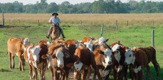 SE SOLICITAN TRABAJADORES GANADEROS (3 PUESTOS DISPONIBLES), POCA EXPERIENCIA. SE OFRECE ALOJAMIENTO Y BUEN PAGO POR HORA Trabajadores Ganaderos en USA Lexa Empleo en Arkansas Empleo con Alojamiento en USA Livestock Workers in the USA Lexa Employment in Arkansas Employment with Accommodation in the USA