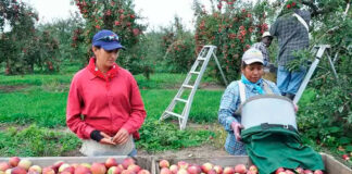 SE SOLICITAN TRABAJADORES PARA GRANJA DE FRUTAS (CON O SIN EXPERIENCIA), 30 A 40 HORAS SEMANALES. PAGO $24,00 POR HORA + ALOJAMIENTO Trabajadores Para Granja de Frutas Empleo de Peón Agrícola en Canadá Empleo sin Experiencia Granja de Manzanas Fruit Farm Workers Farm Labor Jobs in Canada Jobs without Experience Apple Farm