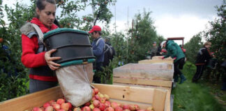 SE SOLICITAN TRABAJADORES PARA GRANJA DE FRUTAS (NO REQUIERE EXPERIENCIA), 8 VACANTES. SE OFRECE CAPACITACIÓN, SALARIO $2784,00 AL MES Trabajadores Para Granja de Frutas en Abbotsford Columbia Británica Empleo sin experiencia en Canadá Fruit Farm Workers in British Columbia Employment without experience in Canada