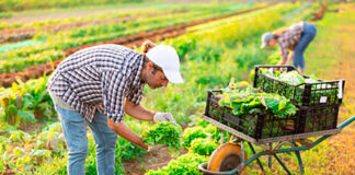 SE SOLICITAN TRABAJADORES DE CAMPO PARA GRANJA DE HORTALIZAS (HOMBRES Y MUJERES – 48 VACANTES), LABORES DE COSECHA Y CULTIVO. TURNO DE MAÑANA, PAGO $19.75 POR HORA Trabajadores de Campo Granja de Hortalizas Empleo de Peón Agrícola en Estados Unidos Field Workers Vegetable Farm Labor Employment in the United States