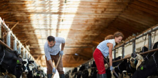 SE NECESITAN TRABAJADORES DE GRANJA LECHERA (2 VACANTES), SE OFRECE ALOJAMIENTO Y BUEN PAGO POR HORA Trabajadores de Granja Lechera en Leduc Alberta Empleado Para Rancho en Canadá Granja Lechera en Canadá Dairy Farm Workers in Leduc Alberta Employed for Ranch in Canada Dairy Farm in Canada
