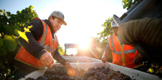 SE SOLICITAN 3 TRABAJADORES PARA VIÑEDO (CON O SIN EXPERIENCIA), SALARIO HASTA $4176,00 POR MES Trabajadores para Viñedo Empleo de Peón Agrícola en Canadá Winfield Empleo en Columbia Británica Empleo sin experiencia Vineyard Workers Farm Labor Jobs in Canada