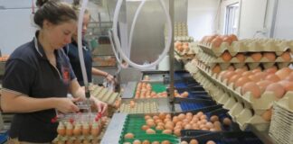 SE SOLICITAN EMPACADORES/AS DE HUEVOS (CON O SIN EXPERIENCIA), 1ER TURNO DE LUNES A VIERNES. PAGO ENTRE $18.00 – $25.20 POR HORA Empacadores de huevos en Platteville Empleo en Colorado Empleo sin experiencia en USA Egg Packers in Platteville Jobs in Colorado Jobs without experience in the USA