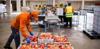 SE NECESITA ENVASADORES/AS DE FRUTAS Y PRODUCTOS ALIMENTICIOS (NO REQUIERE EXPERIENCIA), JORNADA COMPLETA 5 DÍAS A LA SEMANA Envasadores de Frutas y Productos Alimenticios Fruit and Food Packers empleo sin experiencia