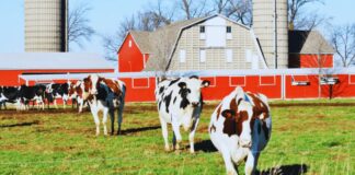 SE SOLICITAN OPERARIOS PARA GANADERÍA DE LECHE (CON O SIN EXPERIENCIA PREVIA), TRABAJO A TURNOS. SE OFRECE BUEN SALARIO, INGRESO INMEDIATO Operarios Para Ganadería de Leche en España Granja lechera en España Empleo en Lugo Empleo sin experiencia en España Dairy Farm Workers in Spain Dairy Farm in Spain