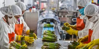 SE SOLICITAN OPERARIOS/AS DE PRODUCCIÓN PARA EMPRESA AGROALIMENTARIA (HOMBRES Y MUJERES), NO REQUIERE EXPERIENCIA. SALARIO ENTRE 1.300 € – 1.600 € AL MES Operarios de producción Production Operators empleo de operario en España