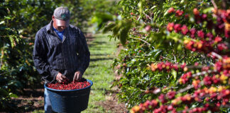 SE SOLICITAN PEONES/AS AGRÍCOLAS PARA COSECHA DE CAFÉ (25 VACANTES), 40 HORAS SEMANALES. PAGO $18.74 POR HORA Peones Agrícolas Cosecha de Café en USA Empleo de Peón Agrícola en USA Empleo en Hawái Farm Laborers Coffee Harvest in the USA Farm Labor Jobs in the USA Jobs in Hawaii