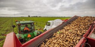 SE SOLICITAN PEONES/AS AGRÍCOLAS PARA GRANJA DE PAPAS (14 VACANTES), TURNO DE MAÑANA. PAGO $17.80 POR HORA Peones Agrícolas Para Granja de Papas en USA Empleo en Caribou Empleo en Maine Farm Laborers for Potato Farm in the USA Jobs in Caribou Jobs in Maine