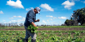 SE SOLICITAN PEONES AGRÍCOLAS PARA GRANJA DE VERDURAS (NO REQUIERE EXPERIENCIA, SE ENTRENARÁ), 4 VACANTES. SALARIO $2785 AL MES Peones Agrícolas Para Granja de Verduras Empleo de Peón Agrícola en Canadá Richmond Columbia Británica Empleo sin experiencia en Canadá Agricultural Laborer jobs in Canada