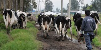 SE SOLICITAN 2 PEONES GANADEROS PARA FINCA, NO REQUIERE EXPERIENCIA PREVIA. TRABAJO ESTABLE, SALARIO 1.323 € AL MES Peones Ganaderos Para Finca en España empleo de peón en España Empleo en Almería, Empleo sin experiencia Livestock Laborers for Farm in Spain