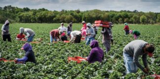 SE SOLICITAN PEONES AGRÍCOLAS CON O SIN EXPERIENCIA (HOMBRES Y MUJERES), PARA LABORES DE CAMPO. TIEMPO PARCIAL, TURNO DE MAÑANA Peones agricolas cosecha y cultivo en costa rica Farm workers harvesting and growing crops in Costa Rica