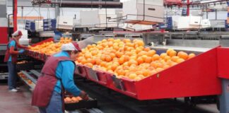 SE PRECISA PERSONAL PARA ENVASADO Y ENCAJADO DE CÍTRICOS (HOMBRES Y MUJERES), INGRESO INMEDIATO. TURNOS ROTATIVOS Personal Para Envasado y Encajado de Cítricos en España Villanueva de Castellón Empleo en Valencia Personnel for Packaging and Boxing of Citrus Fruits in Spain