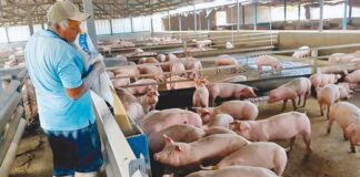 SE SOLICITA TRABAJADOR PARA GRANJA PORCINA (NO REQUIERE EXPERIENCIA PREVIA), TIEMPO COMPLETO. SALARIO ENTRE 1.335 € A 2.000 € MENSUALES Trabajador Para Granja Porcina Personal para granja de Cerdos en España Empleo sin experiencia en España Pig Farm Worker Personnel for Pig Farm in Spain Job without experience in Spain