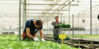 SE SOLICITA TRABAJADOR DE INVERNADERO (GREENHOUSE LABOURER), CON O SIN EXPERIENCIA. CONTRATO PERMANENTE, SALARIO $3302,4 AL MES Trabajador de Invernadero en Canadá Empleo en Leamington Empleo en Ontario Empleo sin experiencia en Canadá Greenhouse Worker in Canada