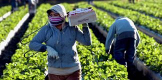 SE SOLICITAN TRABAJADORES AGRÍCOLAS CON O SIN EXPERIENCIA (5 VACANTES). PAGO $18.00 LA HORA, 30 A 40 HORAS SEMANALES Trabajadores Agrícolas Empleo de Peón Agrícola en Canadá Empleo en Richmond Empleo en Columbia Británica Empleo sin experiencia en Canadá Agricultural Workers Farm Labor Jobs in Canada