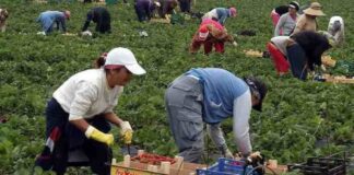 SE SOLICITAN 30 TRABAJADORES AGRÍCOLAS PARA LA SIEMBRA Y COSECHA DE FRESAS Y CALABACINES (POCA EXPERIENCIA). 35 HORAS SEMANALES, PAGO $19.75 POR HORA + BONOS Y ALOJAMIENTO Trabajadores Agrícolas para la Siembra y Cosecha de Fresas y Calabacines en USA Agricultural Workers for Planting and Harvesting Strawberries and Zucchini in the USA