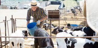 SE SOLICITAN TRABAJADORES DE GRANJA GANADERA (SIN ESTUDIOS, NI EXPERIENCIA), PAGO $18.00 A $20.00 POR HORA + ALOJAMIENTO Trabajadores de Granja Ganadera en Canadá Empleado Para Rancho en Canadá Empleo en Nueva Escocia Empleo sin estudios Empleo sin experiencia en Canadá Livestock Farm Workers in Canada
