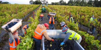 SE NECESITAN 3 TRABAJADORES DE VIÑEDO (HOMBRES Y MUJERES), NO REQUIERE EXPERIENCIA, SE CAPACITARÁ. PAGO $2785 AL MES Trabajadores de Viñedo en Canadá Empleo sin experiencia en Canadá Empleo de Peón Agrícola en Canadá Vineyard Workers in Canada Jobs without experience in Canada