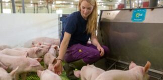 SE SOLICITAN CUIDADORES/AS DE ANIMALES PARA GRANJA PRODUCTORA DE CERDOS (15 VACANTES), PAGO $18.50 POR HORA + BENEFICIOS Cuidadores de Animales Granja Productora de Cerdos Cría de cerdos en USA empleado para granja en Estados Unidos Animal Caretakers Pig Farm Pig Breeding in the USA
