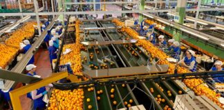 SE SOLICITA ENVASADOR/A DE CÍTRICOS (MÍNIMA EXPERIENCIA) PARA EMPRESA LÍDER DEL SECTOR. INGRESO INMEDIATO, BUEN SALARIO Envasador de Cítrico empleo de envasador en España Empleo en Valencia Interempleo Citrus Packer job as a packer in Spain Jobs warehouse