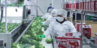 SE SOLICITAN ENVASADORES/AS PARA ALMACÉN DE VERDURAS (NO REQUIERE EXPERIENCIA PREVIA), JORNADA PARTIDA. BUEN SALARIO Envasadores de Brocoli en España Broccoli Packers in Spain