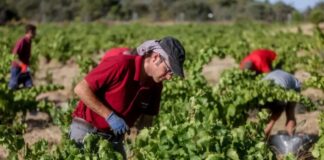 SE SOLICITA PEÓN/A AGRÍCOLA (POCA EXPERIENCIA), 40 HORAS SEMANALES. BUEN SALARIO Peón Agrícola Empleo en Lorca Empleo en Murcia peones agrícolas en España Agricultural Laborer Employment in Lorca Employment in Murcia agricultural laborers in Spain