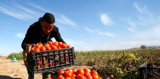 SE PRECISA PEÓN AGRÍCOLA (H/M), PARA LABORES DE CAMPO. CONTRATO ESTABLE, BUEN SUELDO Y BENEFICIOS Peón Agrícola en España Empleo en Navarra peones agrícolas en España Trabajo estable Agricultural Laborer in Spain Employment in Navarra agricultural laborers in Spain Stable work