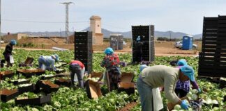 SE SOLICITA PEÓN/A AGRÍCOLA (POCA EXPERIENCIA), 40 HORAS SEMANALES, 5 DÍAS A LA SEMANA. SALARIO 1342 € AL MES Peón Agrícola peones agrícolas en España Empleo en Torrelavit Empleo en Barcelona Agricultural Laborer agricultural laborers in Spain Employment in Torrelavit Employment in Barcelona