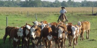 SE SOLICITA PEÓN GANADERO/AGROPECUARIO (CON O SIN EXPERIENCIA), CONTRATO INDEFINIDO. SALARIO 1,500 € MENSUALES Peón Ganadero Peón Agropecuario en España empleo de peón en España Livestock Laborer Agricultural Laborer in Spain employment of laborer in Spain