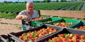 SE NECESITAN PEONES/AS AGRÍCOLAS PARA GRANJA DE FRUTAS (6 PUESTOS) NO REQUIERE EXPERIENCIA, SE CAPACITARÁ. PAGO $17.40 POR HORA Peones Agrícolas Granja de frutas Peones Agrícolas en Canadá Empleo sin experiencia en Canadá Farm Laborers Fruit Farm in Oliver Jobs in British Columbia Farm Laborers in Canada