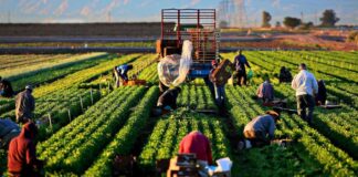 SE NECESITAN PEONES AGRÍCOLAS CON O SIN EXPERIENCIA (14 VACANTES) GRANJA DE VERDURAS Y FRUTAS. PAGO HASTA $4554 POR MES Peones Agrícolas en Canadá Granja de Verduras y Frutas en Canadá Empleo en Columbia Británica Empleo sin experiencia en Canadá Agricultural Laborers in Canada Vegetable and Fruit Farm in Canada