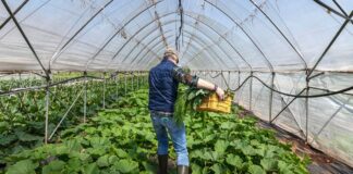 SE SOLICITAN 20 PEONES AGRÍCOLAS (H/M), NO ES NECESARIA EXPERIENCIA PREVIA. PAGO ENTRE 12€ – 14€ BRUTO POR HORA Peones Agrícolas en España Sanlúcar De Barrameda Empleo en Cádiz Empleo sin experiencia en España Agricultural Laborers in Spain Jobs in Cádiz Jobs without experience in Spain