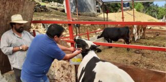SE SOLICITAN PEONES/AS PARA GRANJA DE GANADO BOVINO (CON O SIN EXPERIENCIA), TRABAJO A TURNOS. INGRESO INMEDIATO, BUEN SALARIO Peones Para Granja de Ganado Bovino en España Empleo sin experiencia en España Empleo en Lugo Laborers for Cattle Farm in Spain Jobs without experience in Spain Jobs in Lugo