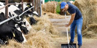 SE SOLICITA PERSONAL GENERAL PARA RANCHO (5 VACANTES), CUIDADO DE GANADO Y OPERACIONES AGRÍCOLAS. BUEN PAGO Personal General Para Rancho Trabajadores ganaderos y abgricolas en USA General Staff for Ranch Livestock and agricultural workers in the USA