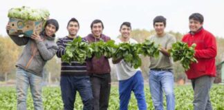 SE SOLICITA PERSONAL PARA COOPERATIVA AGRÍCOLA (ENVASADORES Y PEONES AGRÍCOLAS), 200 VACANTES. CON O SIN EXPERIENCIA, BUEN SALARIO Personal Para Cooperativa Agrícola Envasadores y Peones Agrícolas Empleo en Almería Empleo sin experiencia en España Personnel for Agricultural Cooperative Packers and Agricultural Laborers