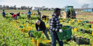 SE SOLICITAN TRABAJADORES AGRÍCOLAS PARA GRANJA DE VEGETALES (7 VACANTES), CON O SIN EXPERIENCIA. PAGO $2064 HASTA $4128 POR MES Trabajadores Agrícolas Para Granja de Vegetales en Canadá Empleo en Ontario Empleo sin experiencia en Canadá Agricultural Workers for Vegetable Farm in Canada