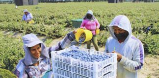 SE SOLICITAN TRABAJADORES/AS AGRÍCOLAS (4 PUESTOS), POCA EXPERIENCIA. SE OFRECE BUEN PAGO + HORAS EXTRAS Trabajadores Agrícolas en USA Cultivo de arandanos en Estados Unidos Empleo en Loris Empleo en Carolina del Sur Agricultural Workers in the USA Blueberry cultivation in the United States