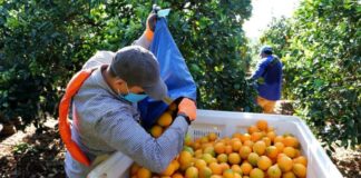 SE SOLICITAN TRABAJADORES AGRÍCOLAS PARA GRANJA DE CÍTRICOS (130 VACANTES), TURNO DE MAÑANA. 35 HORAS SEMANALES, PAGO $19.75 POR HORA Trabajadores Agrícolas en USA Granja de Cítricos en USA Empleo en California Agricultural Workers in the USA Citrus Farm in the USA Employment in California
