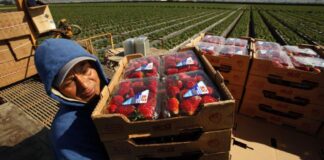 SE SOLICITAN TRABAJADORES AGRÍCOLAS Y OBREROS PARA COSECHA DE FRESAS, ARÁNDANOS Y MORAS, JORNADA DE 8:00 AM A 3:30 PM Trabajadores Agrícolas y Obreros Cosecha de Fresas Arándanos Moras Empleo en Florida Trabajadores Agrícolas en USA Agricultural Workers and Laborers Harvesting
