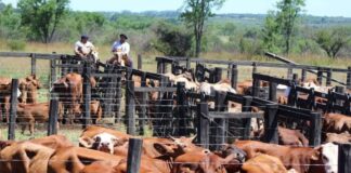 SE SOLICITAN TRABAJADORES GANADEROS PARA RANCHO (5 PUESTOS), 40 HORAS SEMANALES. PAGO $18.50 POR HORA + HORAS EXTRAS Trabajadores Ganaderos en USA Empleo en Richmond Empleo en Minnesota Rancho en USA Livestock Workers in the USA Employment in Richmond Employment in Minnesota Ranch in the USA
