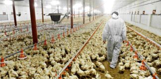 SE NECESITAN 4 TRABAJADORES/AS PARA GRANJA MIXTA (CULTIVOS Y AVES DE CORRAL), NO REQUIERE EXPERIENCIA. SE ENTRENARÁ, BUEN PAGO POR HORA Trabajadores Para Granja Mixta Granja Avícola Trabajador de Granja Avícola en Canadá Empleo sin experiencia en Canadá Workers for Mixed Farm Poultry Farm Worker in Canada Job without experience in Canada
