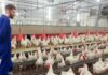 SE SOLICITAN TRABAJADORES/AS DE GRANJA AVÍCOLA CON O SIN EXPERIENCIA (10 VACANTES), PAGO $2976 AL MES Trabajadores de Granja Avícola en Canadá Woodham Empleo en Ontario Empleo sin experiencia en Canadá Poultry Farm Workers in Canada Woodham Jobs in Ontario Jobs without experience in Canada