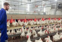 SE SOLICITAN TRABAJADORES/AS DE GRANJA AVÍCOLA CON O SIN EXPERIENCIA (10 VACANTES), PAGO $2976 AL MES Trabajadores de Granja Avícola en Canadá Woodham Empleo en Ontario Empleo sin experiencia en Canadá Poultry Farm Workers in Canada Woodham Jobs in Ontario Jobs without experience in Canada