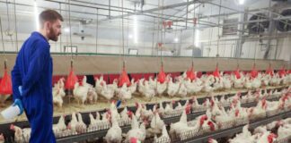 SE SOLICITAN TRABAJADORES/AS DE GRANJA AVÍCOLA CON O SIN EXPERIENCIA (10 VACANTES), PAGO $2976 AL MES Trabajadores de Granja Avícola en Canadá Woodham Empleo en Ontario Empleo sin experiencia en Canadá Poultry Farm Workers in Canada Woodham Jobs in Ontario Jobs without experience in Canada