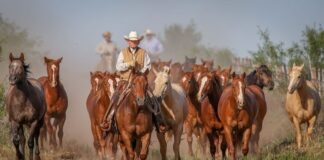 SE REQUIEREN TRABAJADORES/AS PARA RANCHO DE CABALLOS (4 VACANTES), FULL TIME. SALARIO APROX. $2900 AL MES + HORAS EXTRAS Y BONIFICACIONES Trabajadores/as Para Rancho de Caballos en USA Empleo en Gainesville Empleo en Florida Horse Ranch Workers in the USA Employment in Gainesville Employment in Florida